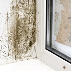 mold removal and asbestos removal