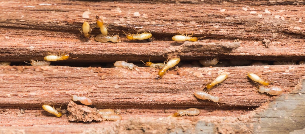 Termite And Termite Damage Repair