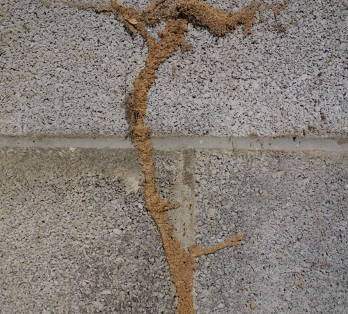 Termite Tube Sign Of Infestation