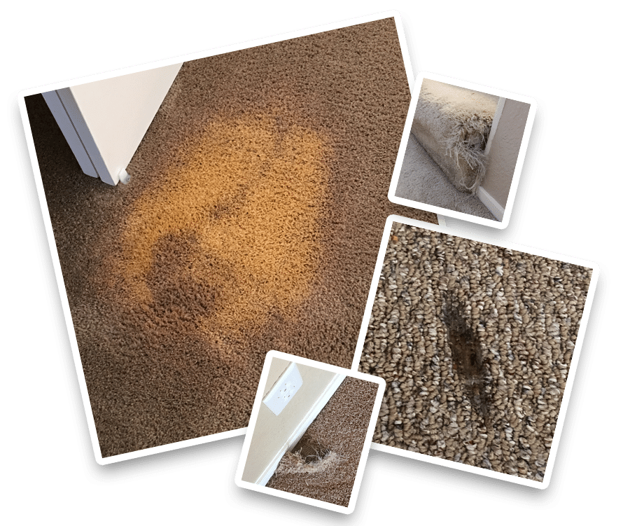 Carpet Repair Services Portfolio