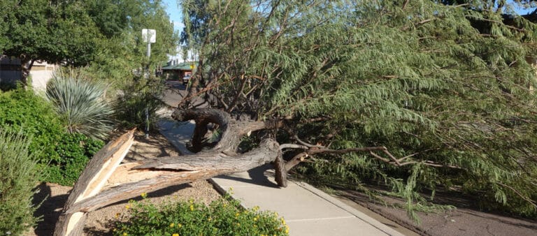 Tucson storms and a fallen mesquite tree