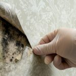 Mold Problems